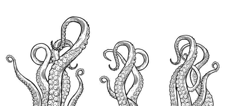 Tentacles of octopus, hand drawn collection of illustrations. Black and white engraving style drawings. Tentacle straight and with rings in different angles.