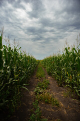A field of corn stalks under a dark sky, during the flowering period.