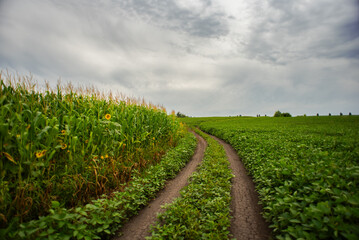 Dirt road through the field with corn and soybeans on the background of cloudy sky