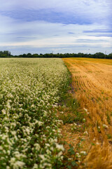 Landscape with a field of flowering buckwheat and yellow beveled ears against a cloudy sky.