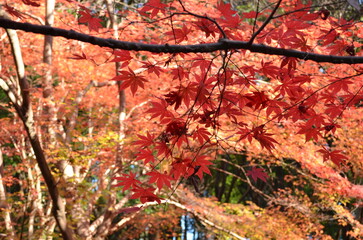 紅葉する木々