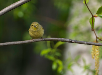 Female Orange-crowned Warbler in Alaska