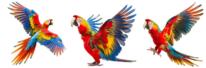 Obraz premium Set of A vibrant parrot spreading its colorful wings isolated on transparent background (2)