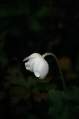 A close-up of a white flower bud covered in dew