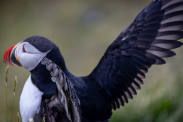 Puffin almost in flight