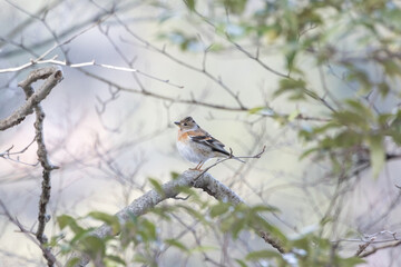枝にとまるアトリ
