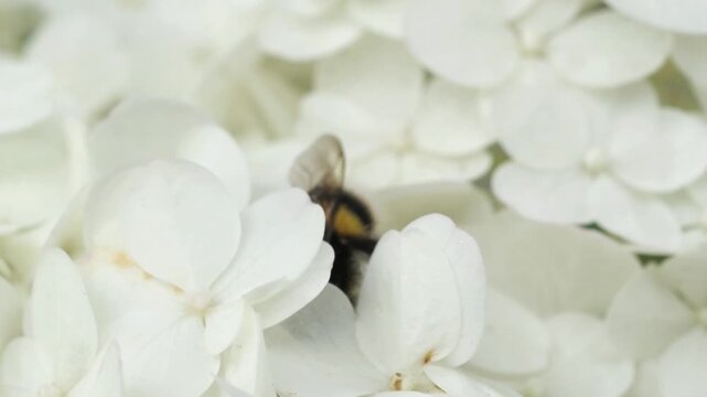 beautiful blossom of white hydrangea with  working bumblebee at cloudy day. macro