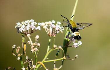 A Snowberry Clear Wing Moth Feed ing on Milkweed Blossoms while flying