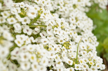 アリッサムの花
