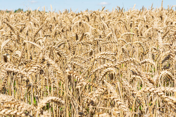 Ears of ripe wheat ready for harvesting in the field and a small view of the blue sky, natural view, close-up background. Selective focus