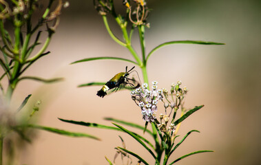 A Snowberry Clear Wing Moth Feed ing on Milkweed Blossoms while flying