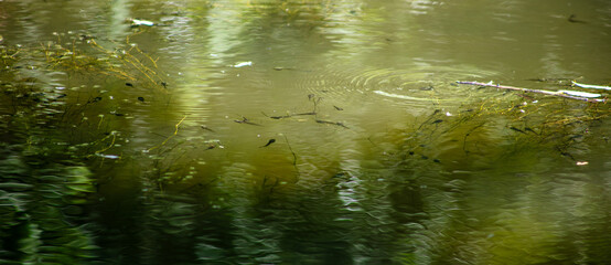 A warm water pond with Black Toad Poppywogs Tadpoles.