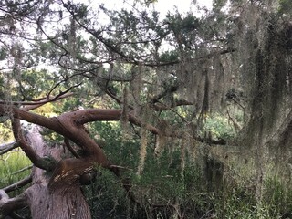 Spanish Moss on a tree.