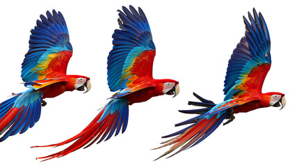 Fototapeta premium Collection of Three Birds (Flying Macaw Parrots Set - Red, Blue, Blue-and-Yellow) – A set o_1(108)