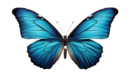 three very beautiful blue butterflie transparent background.