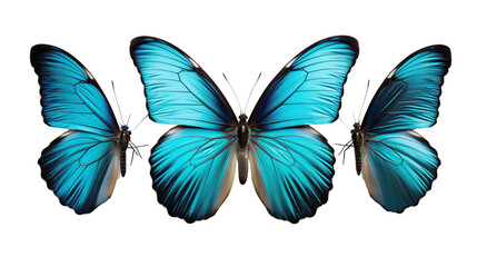 Obraz premium three very beautiful blue butterflie transparent background.