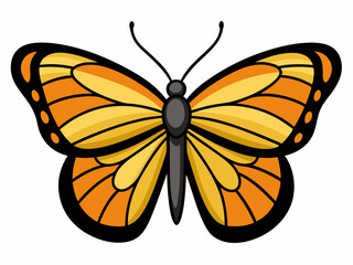 butterfly illustration
