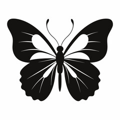 black and white butterfly