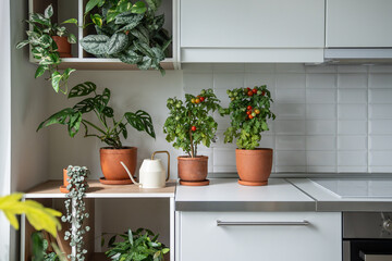 Homegrown small bush of balcony cherry red tomato in clay pot growing with houseplants Scindapsus, Epipremnum at kitchen at home. Indoor farming and gardening. Dwarf potted tomatoes plant in apartment