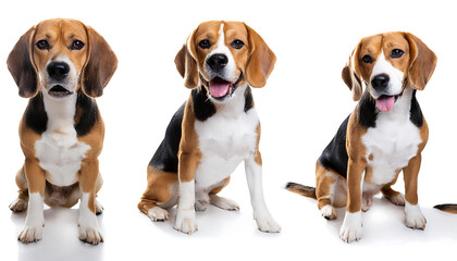  Dog Collection (Happy Beagle Set - Portrait, Sitting, Standing) – A collection featuring ha_1(140)