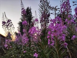 Fototapeta premium Pink flower field, summer sunny background at sunset, Ivan-tea