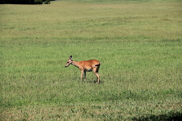 Deer Flicking Its Tail In A Field In Summer