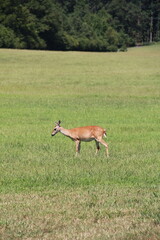 Deer Contemplating Grazing In A Field In Summer