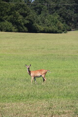 Deer Peeking At The Photographer 