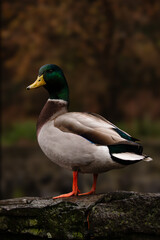 Duck