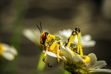 Brown yellow locust macro on green leaves, swarming on the grass, pests Consume crops. Live food.