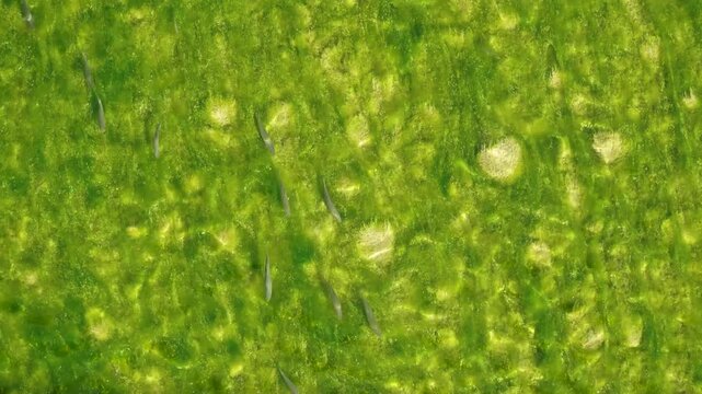 Albania wild river Vjosa clear water with fish and algae
