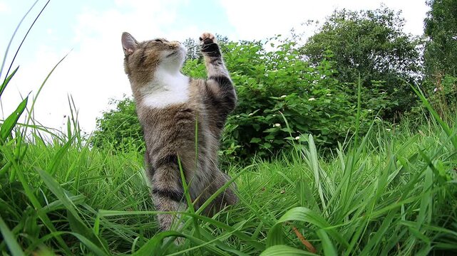 Lustiges Video von einer kleinen Katze die im Gras spielt