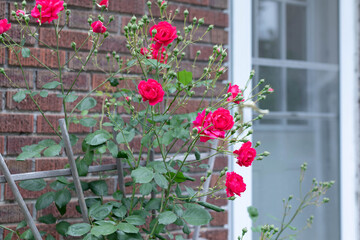 roses on house