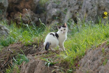 cute cat sitting outside in the park	
