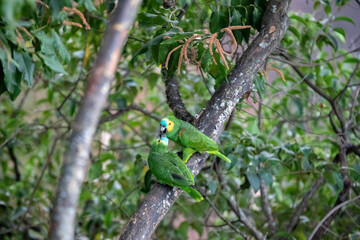 Couple of wild Brazilian true parrots (Amazona aestiva)