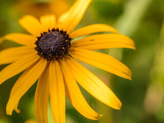 Obraz premium Black-eyed Susan flower in blossom