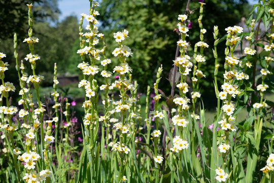 Close up of pale yellow eyed grass (sisyrinchium striatum) flowers in bloom
