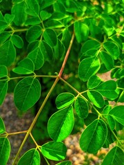 close up of moringa green leaf