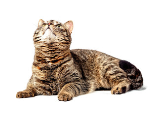 A cute tabby cat is laying and looking up on a white background. Portrait of a brown color pet.