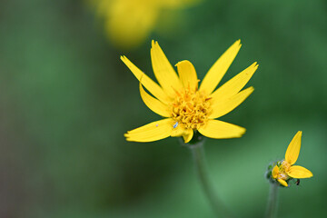 Flowering of mountain arnica in the summer in the mountains