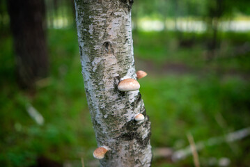 mushrooms on tree trunk