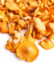 Pile of fresh golden color chanterelle mushrooms on white background. Raw wild product gathered in a forest for cooking. Nature organic seasonal food.