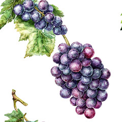 Fototapeta premium Watercolor Grape Vine Seamless Pattern Design with Isolated White Background