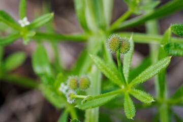 Scots berry and ball fruits on a plant.