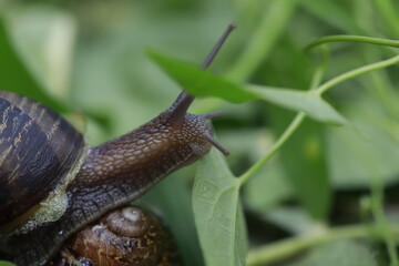 Slug portrait