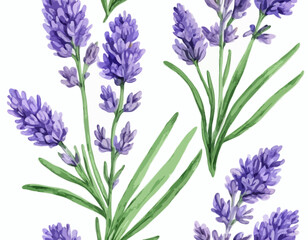 Two sprigs of lavender flowers isolated on a white background
