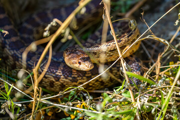 Close-up of Pacific gopher snake (Pituophis catenifer catenifer)
