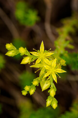 Macro detail of yellow rockrose flower.
