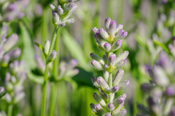 Macro detail of lavender flower buds.