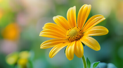 Obraz premium Vibrant yellow daisy flower blooming in garden with soft blurred green background, copy space